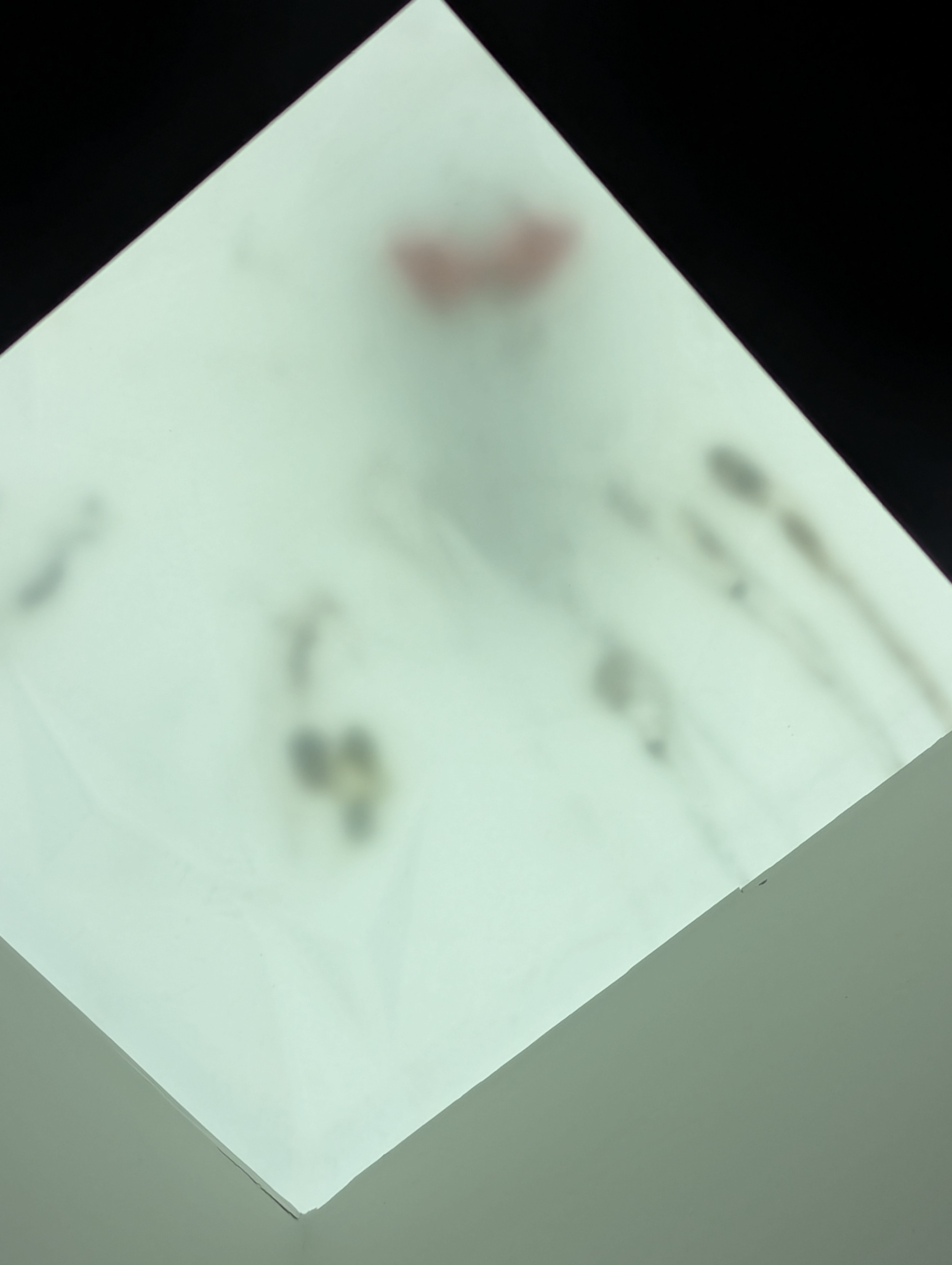 Birthday Trip to Canada, Victoria, Vancouver Island, seagull